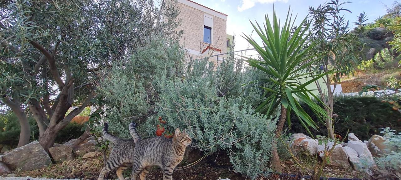 Willa Πέτρα, Ελιά Και Λεβάντα Tolón Zewnętrze zdjęcie