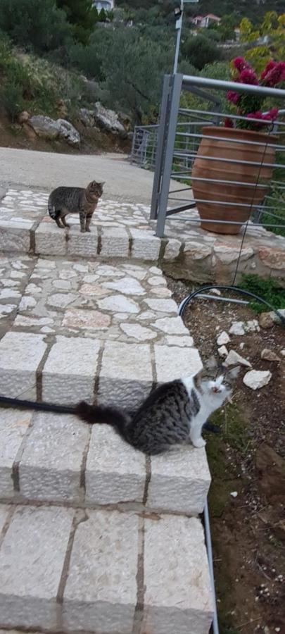 Willa Πέτρα, Ελιά Και Λεβάντα Tolón Zewnętrze zdjęcie