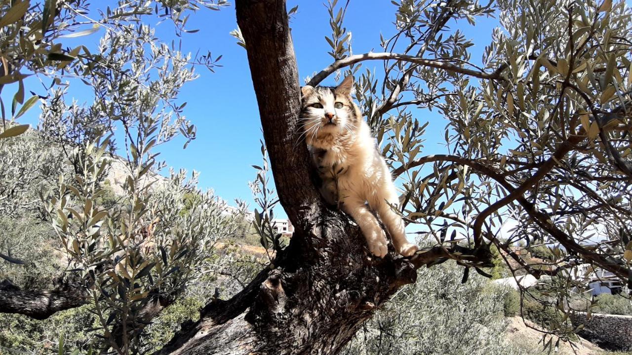 Willa Πέτρα, Ελιά Και Λεβάντα Tolón Zewnętrze zdjęcie